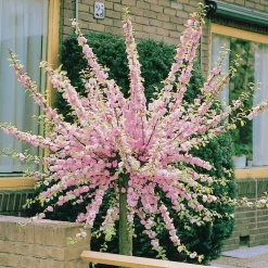Willemse France - Amandier à fleurs sur tige - le pot / 3l / tige 60cm Best