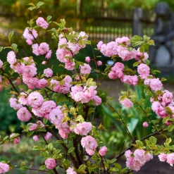 Willemse France - Amandier à fleurs sur tige - le pot / 3l / tige 60cm Best