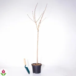 Willemse France - Amandier à fleurs sur tige - le pot / 3l / tige 60cm Best
