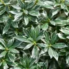 Willemse France - Andromède du japon ralto rose® - pieris - le godet / ø 9cm Online