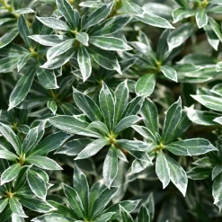 Willemse France - Andromède du japon ralto rose® - pieris - le godet / ø 9cm Online