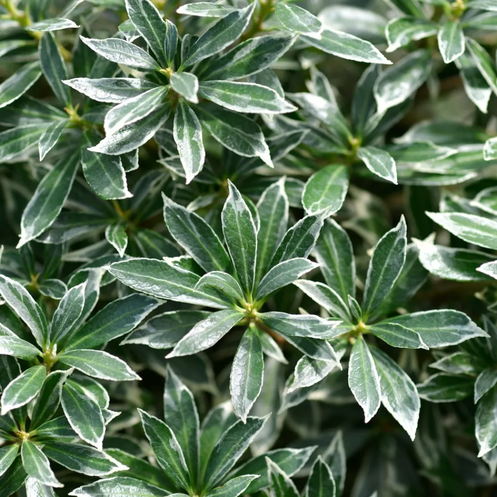 Willemse France - Andromède du japon ralto rose® - pieris - le godet / ø 9cm Online