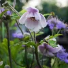 Willemse France Plantes Vivaces | - Anémone du japon ruffled swan - le pot / ø 9cm, vendu par lot de 2