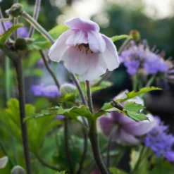 Willemse France Plantes Vivaces | - Anémone du japon ruffled swan - le pot / ø 9cm, vendu par lot de 2