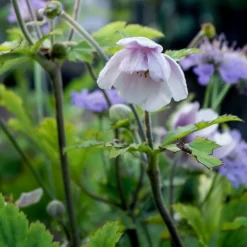 Willemse France Plantes Vivaces | - Anémone du japon ruffled swan - le pot / ø 9cm, vendu par lot de 2