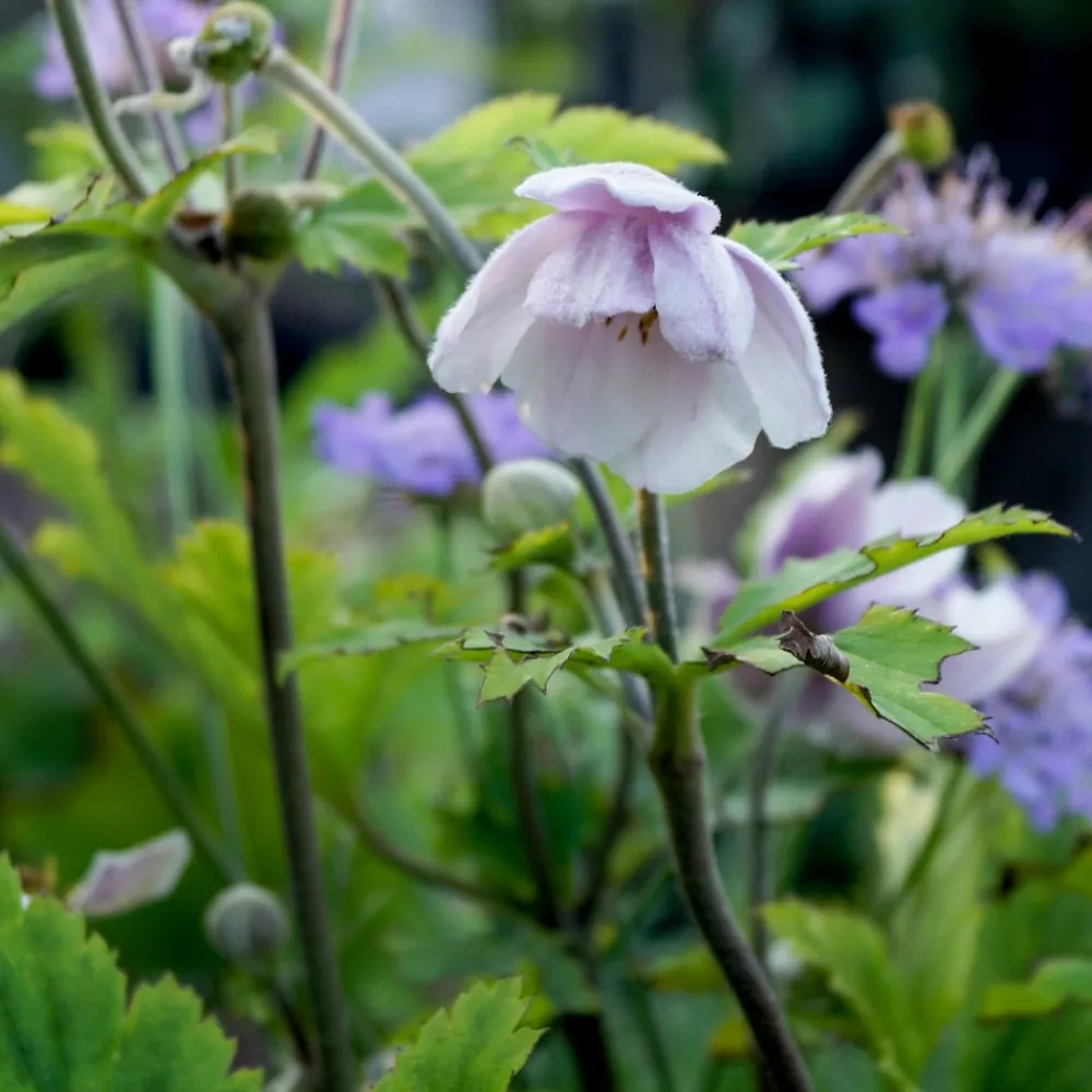Willemse France Plantes Vivaces | - Anémone du japon ruffled swan - le pot / ø 9cm, vendu par lot de 2