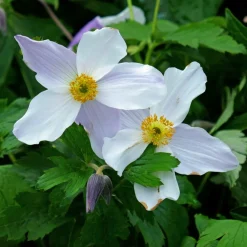 Willemse France Plantes Vivaces | - Anémone du japon ruffled swan - le pot / ø 9cm, vendu par lot de 2
