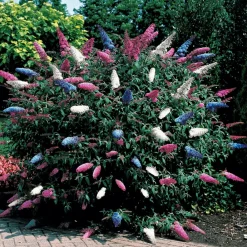 Willemse France Arbres Et Arbustes | - Arbre à papillons tricolore - le pot / 2l / hauteur livrée 25-30cm