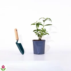 Willemse France Arbres Et Arbustes | - Arbre à papillons tricolore - le pot / 2l / hauteur livrée 25-30cm