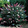 Willemse France Arbres Et Arbustes | - Arbre à papillons tricolore - le pot / 2l / hauteur livrée 25-30cm, vendu par lot de 2
