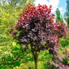 Willemse France Arbres Et Arbustes | - Arbre à perruque pourpre royal purple sur tige - le pot / 3l / tige 60cm / hauteur livrée environ 75cm, vendu par lot de 2