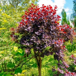 Willemse France Arbres Et Arbustes | - Arbre à perruque pourpre royal purple sur tige - le pot / 3l / tige 60cm / hauteur livrée environ 75cm, vendu par lot de 2