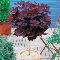 Willemse France Arbres Et Arbustes | - Arbre à perruque pourpre royal purple sur tige - le pot / 3l / tige 60cm / hauteur livrée environ 75cm, vendu par lot de 2