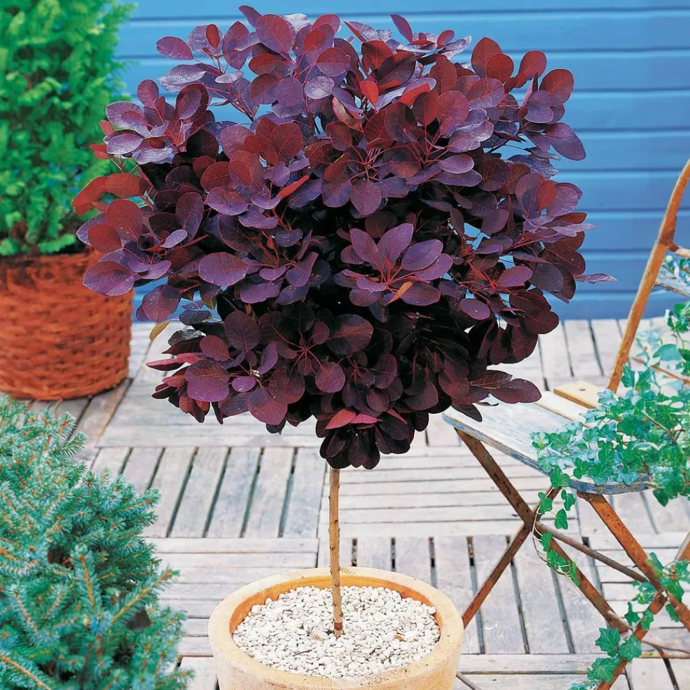 Willemse France Arbres Et Arbustes | - Arbre à perruque pourpre royal purple sur tige - le pot / 3l / tige 60cm / hauteur livrée environ 75cm, vendu par lot de 2