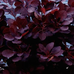 Willemse France Arbres Et Arbustes | - Arbre à perruque pourpre royal purple sur tige - le pot / 3l / tige 60cm / hauteur livrée environ 75cm, vendu par lot de 2