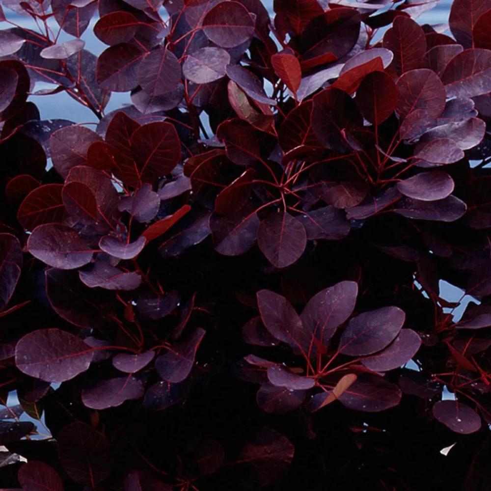 Willemse France Arbres Et Arbustes | - Arbre à perruque pourpre royal purple sur tige - le pot / 3l / tige 60cm / hauteur livrée environ 75cm, vendu par lot de 2