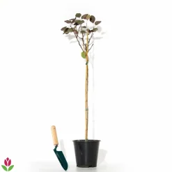 Willemse France Arbres Et Arbustes | - Arbre à perruque pourpre royal purple sur tige - le pot / 3l / tige 60cm / hauteur livrée environ 75cm, vendu par lot de 2