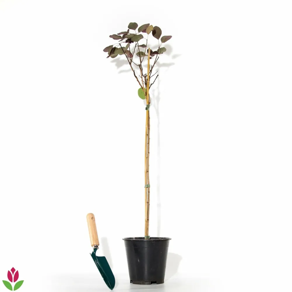 Willemse France Arbres Et Arbustes | - Arbre à perruque pourpre royal purple sur tige - le pot / 3l / tige 60cm / hauteur livrée environ 75cm, vendu par lot de 2