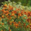 Willemse France Arbres Et Arbustes | - Argousier - le pot / 2l / hauteur livrée 30-40cm, vendu par lot de 2
