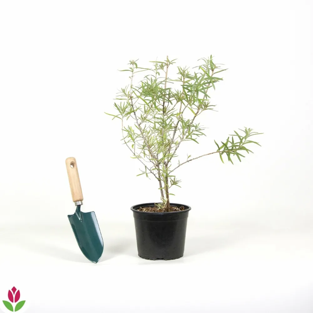 Willemse France Arbres Et Arbustes | - Argousier - le pot / 2l / hauteur livrée 30-40cm, vendu par lot de 2