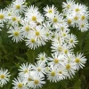 Willemse France - Aster d'automne blancs - le pot / ø 9cm, vendu par lot de 2 New