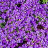 Willemse France - Aubriète hamburger stadtpark - le pot / ø 9cm, vendu par lot de 2 New
