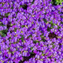 Willemse France - Aubriète hamburger stadtpark - le pot / ø 9cm, vendu par lot de 2 New