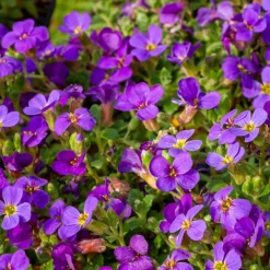 Willemse France - Aubriète hamburger stadtpark - le pot / ø 9cm, vendu par lot de 2 New