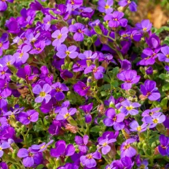 Willemse France - Aubriète hamburger stadtpark - le pot / ø 9cm, vendu par lot de 2 New
