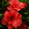 Willemse France Plantes De Terre De Bruyère | - Azalée du japon rouge - le pot / ø 9cm / hauteur livrée environ 15cm, vendu par lot de 2