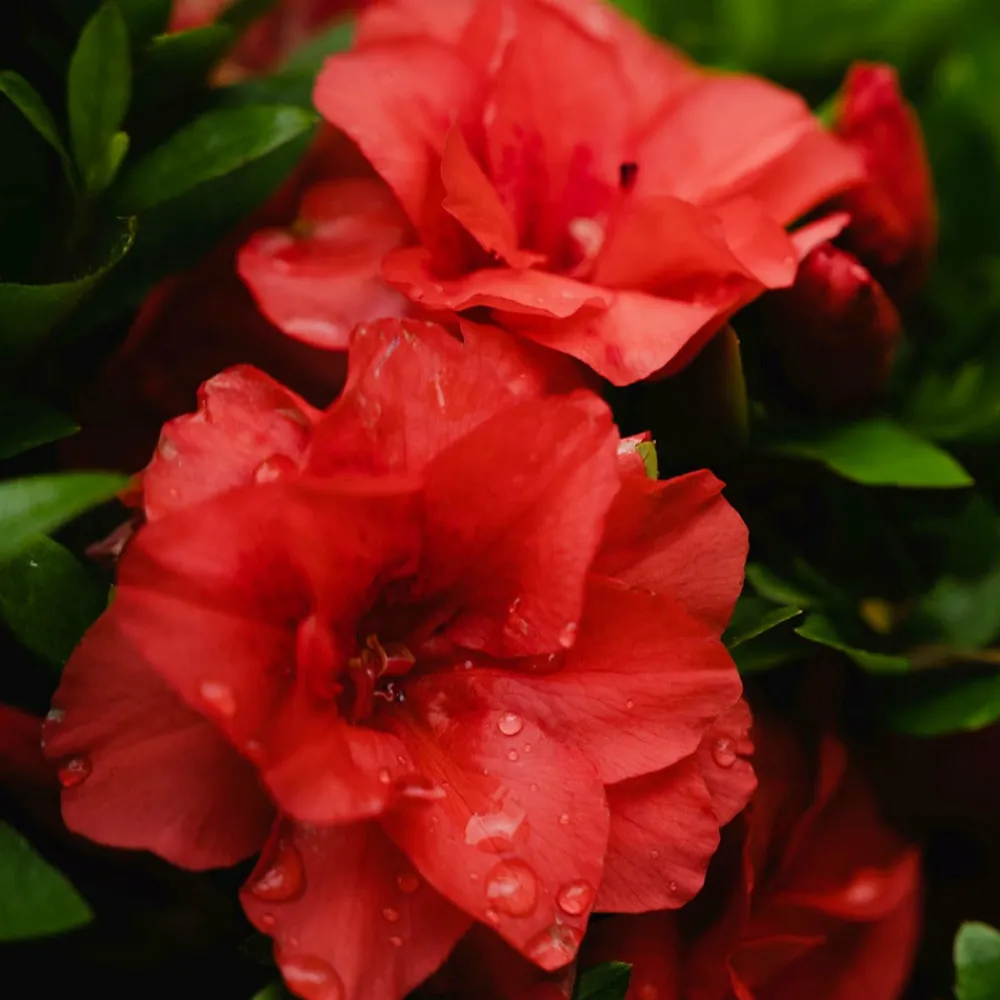 Willemse France Plantes De Terre De Bruyère | - Azalée du japon rouge - le pot / ø 9cm / hauteur livrée environ 15cm, vendu par lot de 2