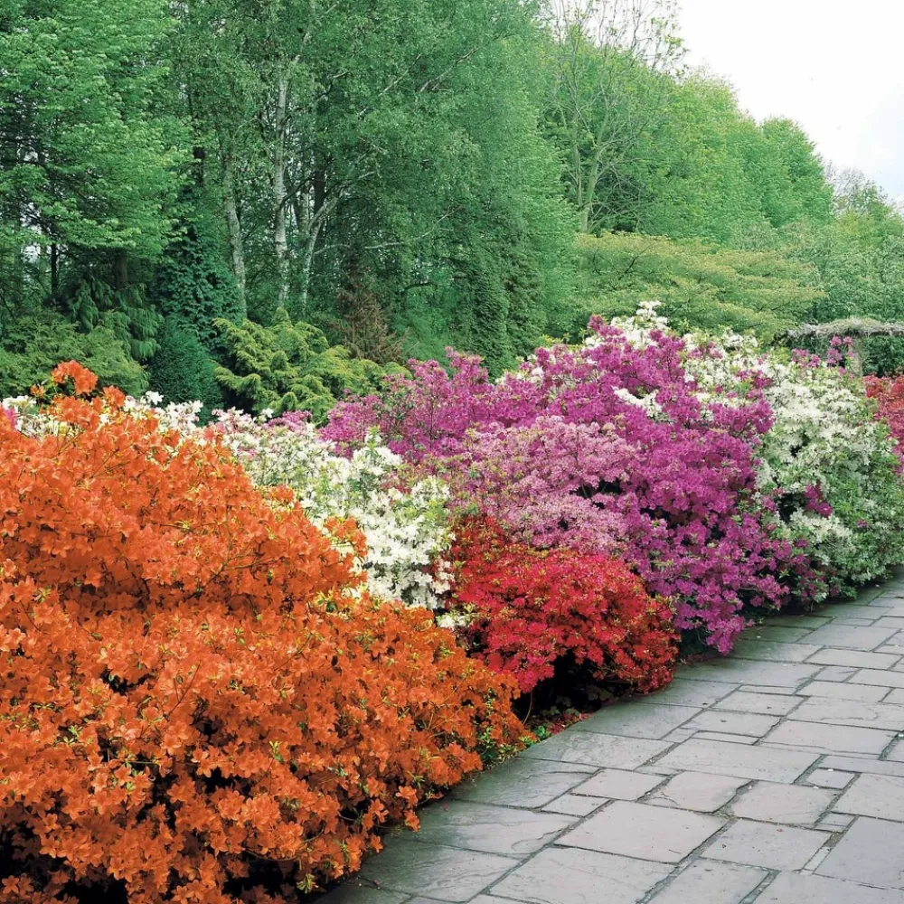Willemse France Plantes De Terre De Bruyère | - Azalée du japon rouge - le pot / ø 9cm / hauteur livrée environ 15cm, vendu par lot de 2