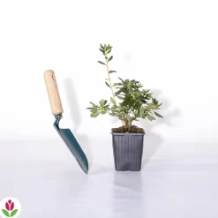 Willemse France Plantes De Terre De Bruyère | - Azalée du japon rouge - le pot / ø 9cm / hauteur livrée environ 15cm, vendu par lot de 2