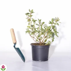Willemse France Plantes De Terre De Bruyère | - Azalée du japon rouge - le pot / ø 9cm / hauteur livrée environ 15cm, vendu par lot de 2