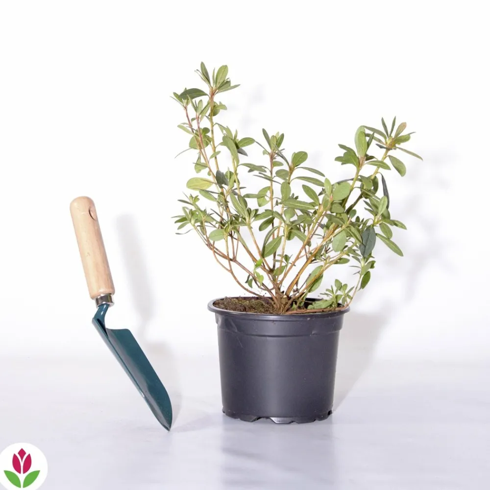 Willemse France Plantes De Terre De Bruyère | - Azalée du japon rouge - le pot / ø 9cm / hauteur livrée environ 15cm, vendu par lot de 2