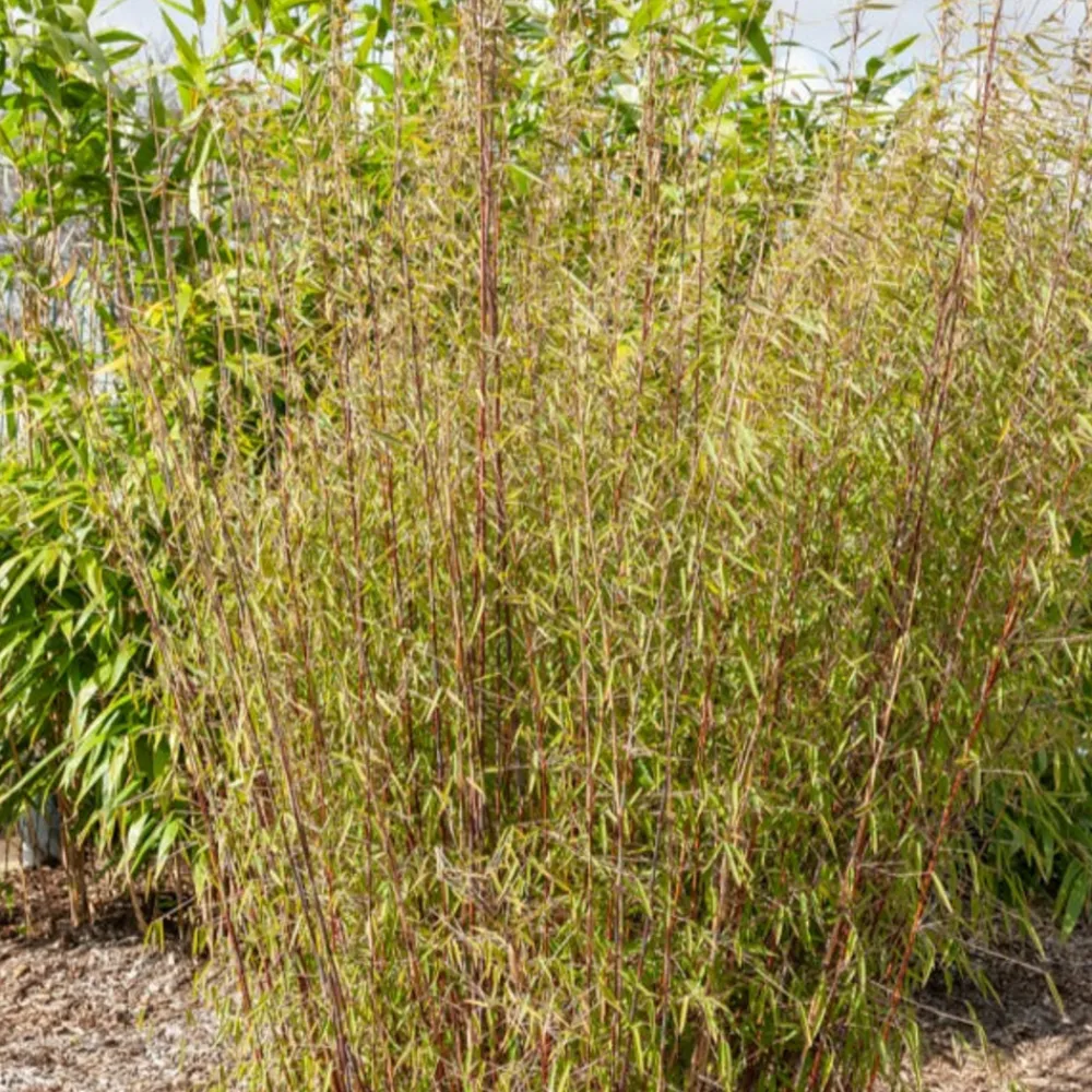 Willemse France - Bambou à cannes rouges non-traçant - le pot / 1.5l / hauteur livrée environ 40cm, vendu par lot de 2 Discount