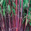 Willemse France - Bambou à cannes rouges non-traçant - le pot / ø 9cm, vendu par lot de 2 Sale