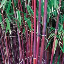 Willemse France - Bambou à cannes rouges non-traçant - le pot / ø 9cm, vendu par lot de 2 Sale