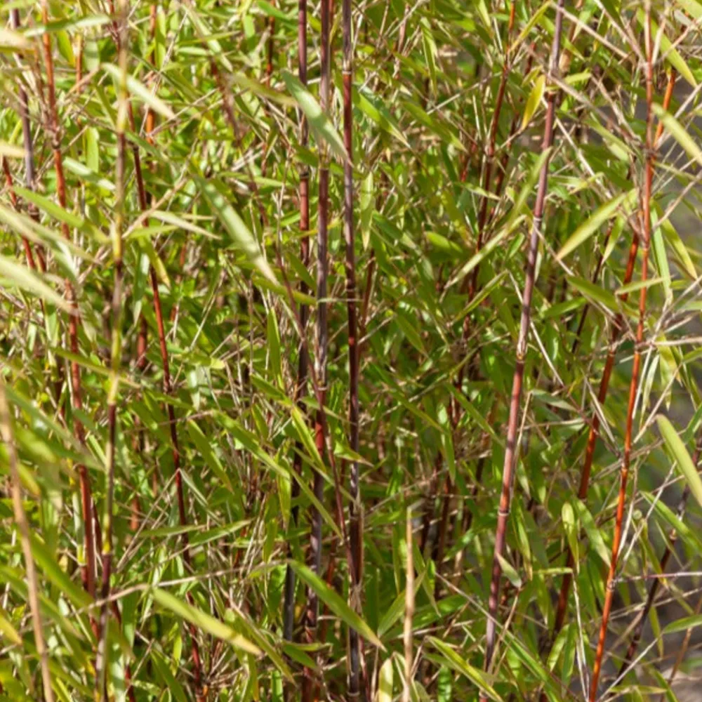 Willemse France Bambous | - Bambou à cannes rouges non-traçant - le pot / 1.5l / hauteur livrée environ 40cm