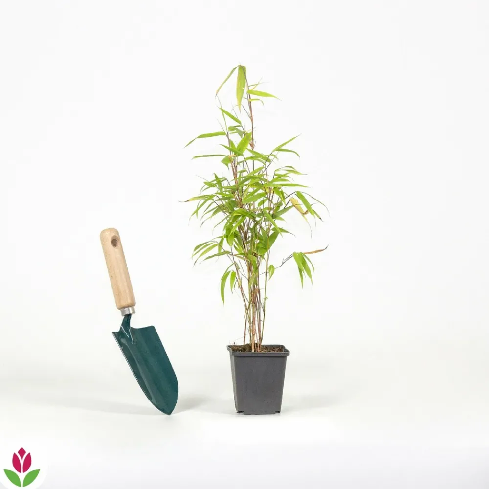 Willemse France - Bambou de haie non-traçant - le pot / ø 9cm, vendu par lot de 6 Sale