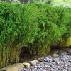 Willemse France Arbres Et Arbustes | - Bambou de haie non-traçant - le pot / ø 9cm, vendu par lot de 2