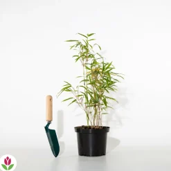 Willemse France Arbres Et Arbustes | - Bambou de haie non-traçant - le pot / ø 9cm, vendu par lot de 2