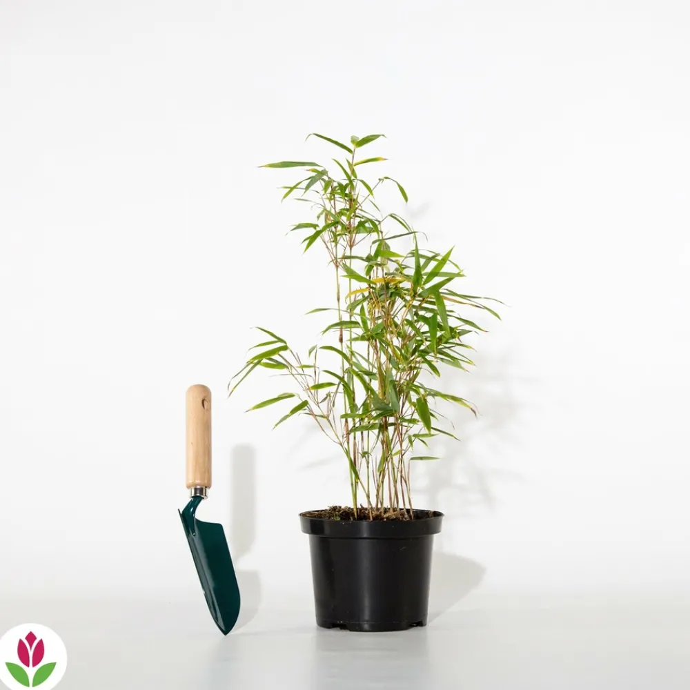 Willemse France Arbres Et Arbustes | - Bambou de haie non-traçant - le pot / ø 9cm, vendu par lot de 2