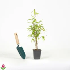 Willemse France Arbres Et Arbustes | - Bambou de haie non-traçant - le pot / ø 9cm, vendu par lot de 2