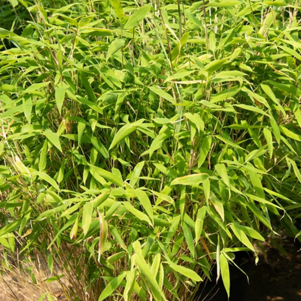 Willemse France - Bambou fargesia rufa non-traçant - le pot / ø 9cm, vendu par lot de 4 Online