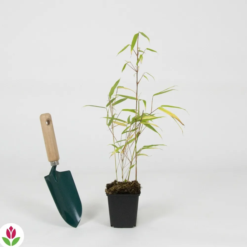Willemse France - Bambou fargesia rufa non-traçant - le pot / ø 9cm, vendu par lot de 4 Online
