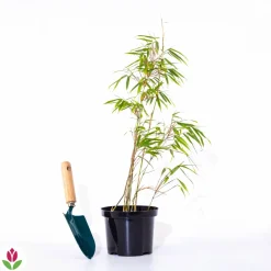 Willemse France Arbres Et Arbustes | - Bambou fargesia rufa non-traçant - le pot / ø 9cm, vendu par lot de 2