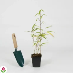 Willemse France Arbres Et Arbustes | - Bambou fargesia rufa non-traçant - le pot / ø 9cm, vendu par lot de 2
