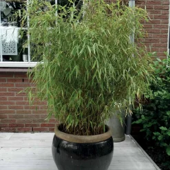 Willemse France Bambous | - Bambou fargesia rufa non-traçant - le pot / 2l / hauteur livrée 40-50cm, vendu par lot de 2