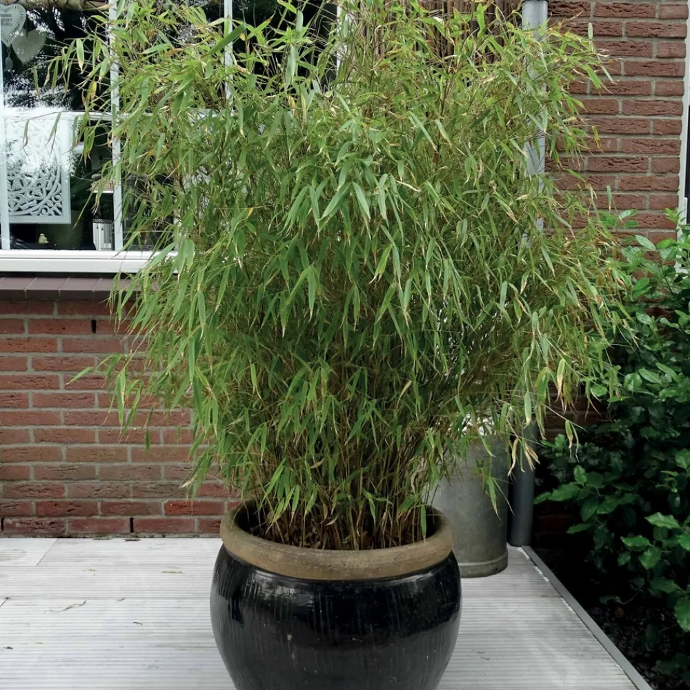 Willemse France Bambous | - Bambou fargesia rufa non-traçant - le pot / 2l / hauteur livrée 40-50cm, vendu par lot de 2